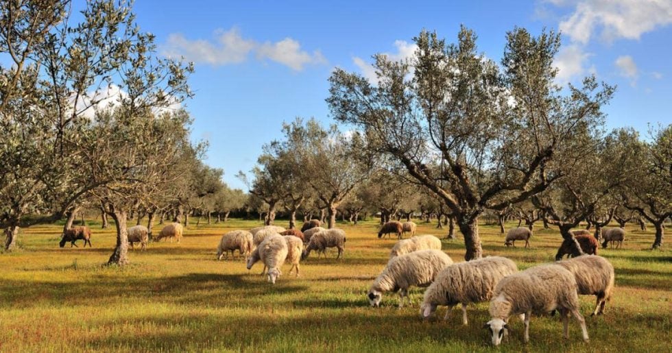 Αγρότες σε πέλαγος αβεβαιότητας